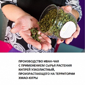 Производство иван-чая с применением сырья растения кипрей узколистный, произрастающего на территории ХМАО-Югры