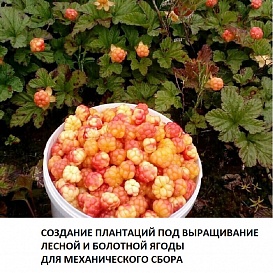 Создание плантаций под выращивание лесной и болотной ягоды для механического сбора