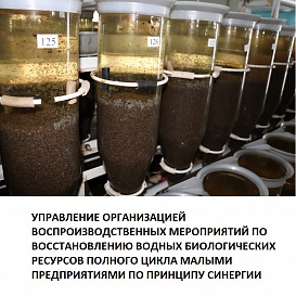 Управление организацией воспроизводственных мероприятий по восстановлению водных биологических ресурсов полного цикла малыми предприятиями по принципу синергии