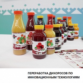 Переработка дикоросов по инновационным технологиям
